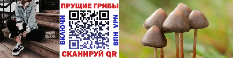 KRAKEN онион  Новоуральск  Галлюциногенные грибы Psilocybine cubensis 